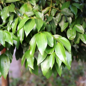 不熏硫小香叶50g 月桂树叶八角桂皮川菜红烧腌卤炖肉泡菜香料促销