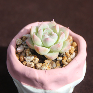 白女王玫瑰/白女王 正版带暗纹 奶白色多肉植物一物一拍 昆明初锦