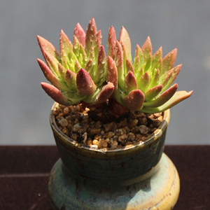 多肉仙女杯苹果