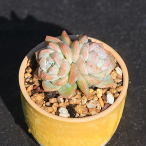 梦之雪群生 果冻带粉 多肉植物一物一拍 办公室盆栽 实拍昆明初锦