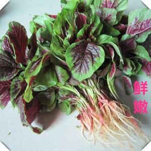 农家新鲜红苋菜 红汗菜红米菜 春季蔬菜 鲜嫩苋菜 新鲜蔬菜