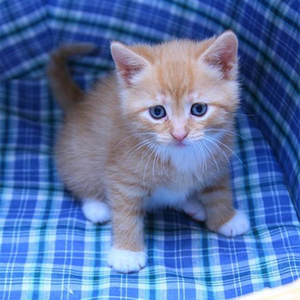 猫咪活物小猫咪活体田园猫土猫家养幼猫狸花橘猫宠物活幼体非领养