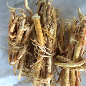 十三年老店 中草药野生七指毛桃根也叫山狗膳 晒干1斤55元