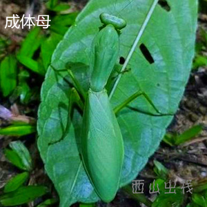 张氏菱背螳张氏斧螳昆虫科普观察摄影儿童礼物非短背长背长菱背