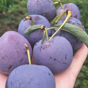 四川凤凰李新鲜水果五月脆李一点红李子清香脆甜自种现摘发货5斤