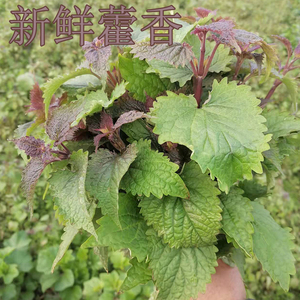 四川藿香新鲜现摘叶带杆川藿香草鱼香叶山茴香叶泡沫箱冰袋包装