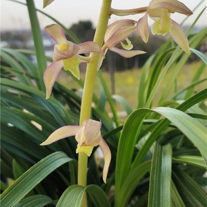 蕙兰红霞素素心兰花苗带花苞浓香型室内办公阳台庭院绿植盆栽花卉