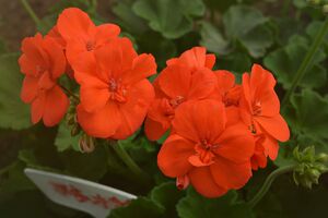 网店花园  直立天竺葵 炫橙枝条 阳台庭院  四季开花