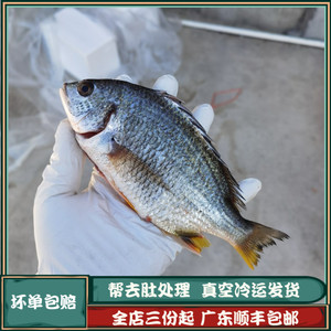 黄立鱼黄翅鱼3条左右一斤月子鱼顺丰好货全店3份广东包邮海鱼水产