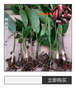 洋荷种苗 阳荷姜 种子苗 阳霍根苗 襄荷种根 根块苗 超好繁殖