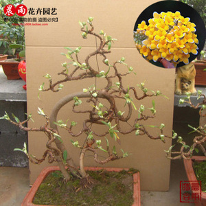 庭院绿植盆栽梦花树结香浓香花卉阳台灌木盆栽苗盆景带花苞发货