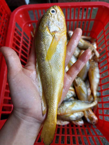 广东湛江野生海捕深海天然新鲜活冷冻海鲜水产小黄鱼黄花鱼黄瓜鱼