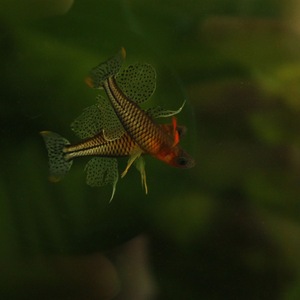 阿鲁珍珠燕子 3cm 18元/只