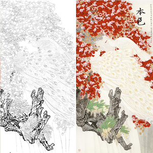 工笔画孔雀四尺六尺整纸原大白描底稿临摹过稿透稿实物可上色画稿