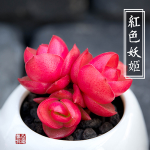 红色妖姬 精品控养多年火祭多肉植物 办公室桌面趣味盆栽绿植花卉