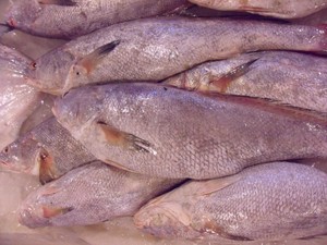 刚捕东海新鲜鱼 舟山内洋新米鱼/免鱼 3斤3-2条 6件起买 半斤