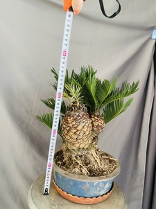 白鳞铁正宗白磷铁树盆景多头白鳞铁树盆景