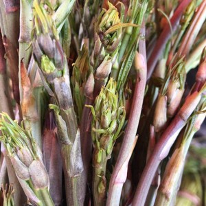 东北野生龙须菜