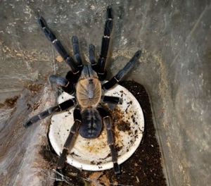 巴赫马地老虎 宠物蜘蛛捕鸟蛛