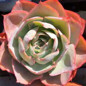 达芬奇密码多肉