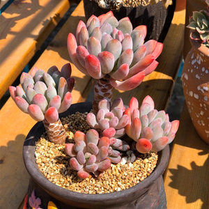 多肉植物灯美人大群生造型老桩无砍一物一拍精品景天组合贵货包邮