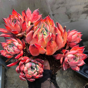 多肉植物拉糖整群生手捧花多头老桩新品景天高档精品一物一拍包邮