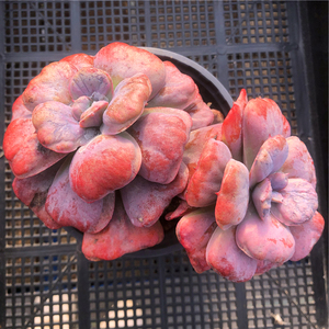 多肉植物心之月杂交雨滴泪无痕新款韩国精品老桩一物一拍直播包邮