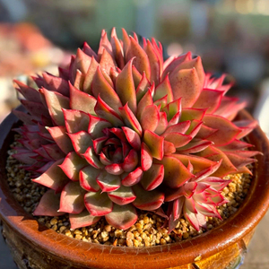 多肉植物宝莲灯大群多头老桩一物一拍新品景天杂交直播贵货组合