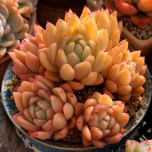 多肉植物金色石英多头整群捧花景天精品组合一物一拍盆栽绿植花卉