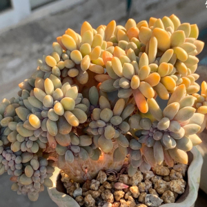 多肉植物醉美人缀化冬美人一物一拍韩国精品直播包邮新品遮阳度夏