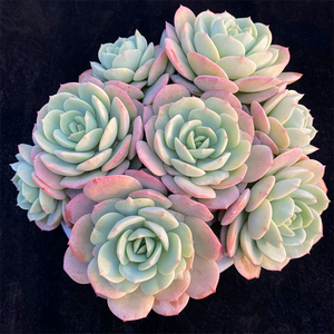 多肉植物恋曲大群多头手捧花新品贵货景天组合一物一拍精品直播包