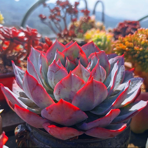 多肉植物美国蓝光多头整群生老桩三仙一物一拍韩国精品多肉悬崖桩