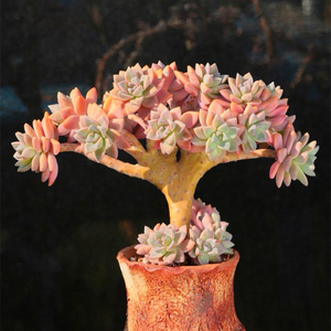 多肉植物淡雪朵朵缀化老桩无砍精品景天组合一物一拍易养包邮