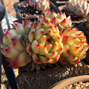 多肉植物月亮石群生多头捧花老桩一物一拍景天新品组合贵货包邮
