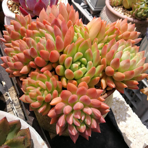 多肉植物冰心公主整群老桩冬云系新品韩国稀有贵货一物一拍包邮