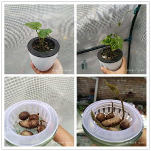 盆栽山药结山药豆庭院爬腾绿植懒人盆绿植学生幼儿园观察日记作业