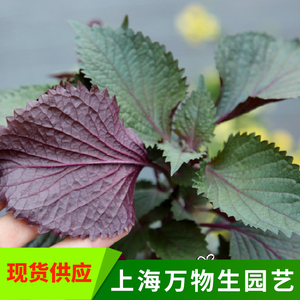 紫苏盆栽 香草植物 芳香料理  煮鱼 煮螺丝  内有各种香草