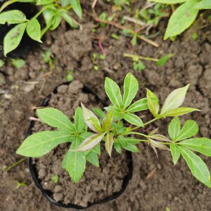 9010人付款淘宝短梗刺五加苗五叶刺加皮种子种苗东北刺五加皮树苗南北