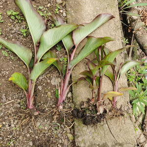 蕉芋种苗种子蕉藕木芋旱藕芋番鬼芋芭蕉芋可种植阳台庭院园林绿化