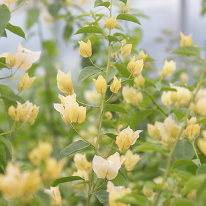 三角梅 苏瓦娜 阳台花苗花卉四季阳台开花植物盆栽庭院