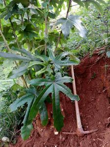 福建野大棵老树七指毛桃根粗根切片煲汤泡酒 自晒干无熏磺500克