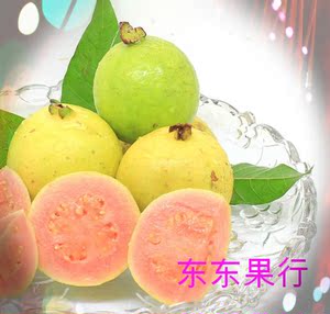 红心果攀枝花野生