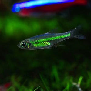 【绿植光照灯】绿植光照灯品牌,价格 - 阿里巴巴