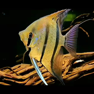 魔门斯卡喷点栋线秘鲁埃及燕鱼神仙鱼可混养