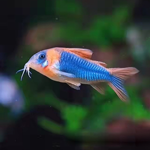 45马世博88淘宝野生尼青鼠鱼稀有尼格罗青鼠鱼小型热带鱼底栖鱼清缸