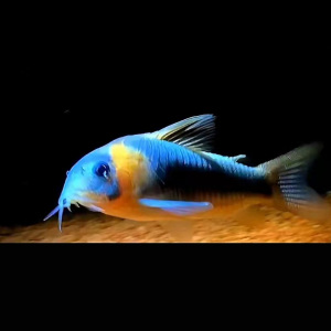 尼青鼠尼格罗青鼠鱼委内瑞拉青鼠底栖工具鱼清理食物残渣