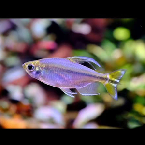 黄尾刚果鱼群游可混养