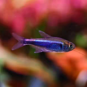 血翅蓝帝王灯鱼