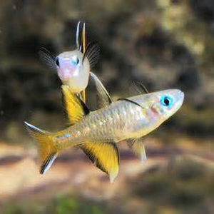 霓虹燕子鱼燕子美人太平洋甜心燕子橘色珍珠燕子中上层鱼可混养