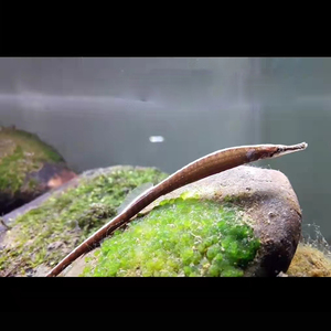 淡水海龙鱼短吻红腹迷你棘龙草绳恐龙热带观赏鱼